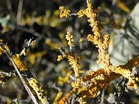 Xanthoria Parietina
