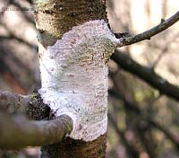 Lichene crostoso