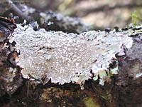 Lichene crostoso