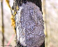 Lichene crostoso