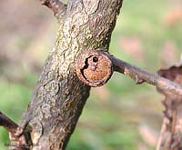 galla su legno secco