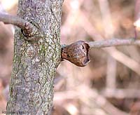 galla su legno secco