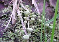 Cladonia fimbriata