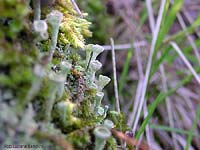 Cladonia fimbriata