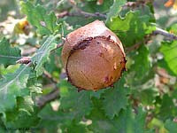 Galla causata da un imenottero Cynipidae