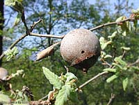 Andricus quercustozae