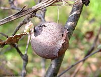 galla di Andricus quercustozae