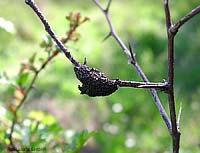 Hymenoptera Cynipidae - Diastrophus rubi
