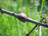 rigonfiamento su rametto di rovo causato da un cecidomyiidae