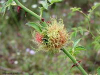 Diplolepis rosae - galle filamentose su roso selvatico