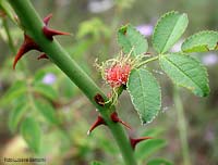 galla filamentosa della rosa Diplolepis rosae