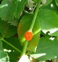 Phragmidium spec. - Ruggine della rosa