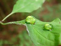 Craneiobia corni