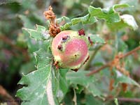 Galla di Andricus quercustozae