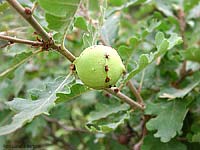 Galla di quercia