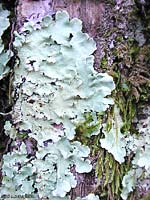 Lichene folioso