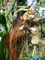 Ustilago maidis - Malattia del mais