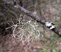 Cladonia sp.
