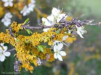 Fiori di prugnolo tra i licheni