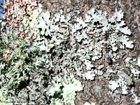 lichene foglioso