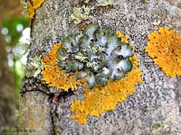 lichene arancione