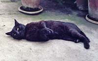 Moro