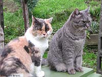 Micia e Filiberto
