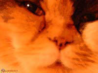 Gatta Micia