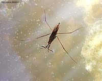 Gerris lacustris