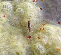 Gerris lacustris
