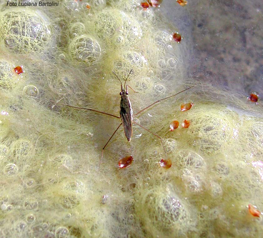 Acqua stagnante sinonimi - Italiano parole relative a acqua stagnante