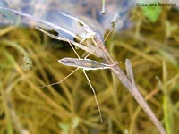 gerride che pattina sull'acqua