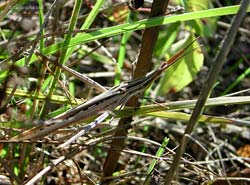 Acrida Ungarica mediterranea