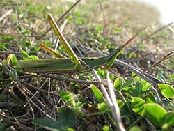 Acrida Ungarica di colore verde