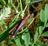 ortottero di colore rosso scuro