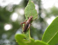 Cycloptilum irregularis