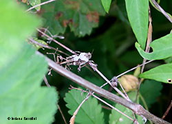Piccolo ortottero Tetrix sp.