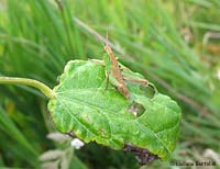 Piccola cavalletta