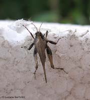Tetrix sp. ortottero tetrigidae