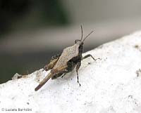 Piccolo ortottero Tetrix sp.