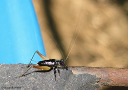 Trigonidium cicindeloides