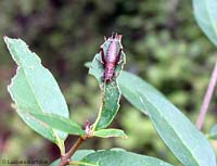 Cycloptilum irregularis
