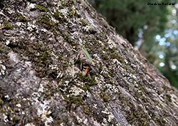 ortotteri in accoppiamento