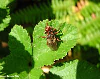 Conopidae sp.