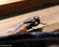 Mosca domestica