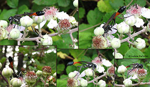 Ammophila sabulosa