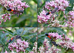 Icneumonidae su dei fiori