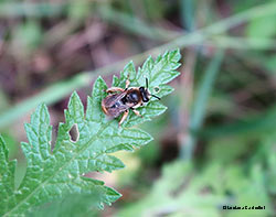 Andrena sp.