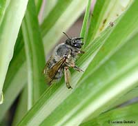 Andrena vaga