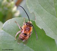 Anthophoridae sp